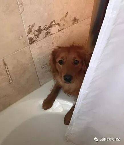 网友正在洗澡，突然发现帘子被狗狗拉开了，吓了他一跳！