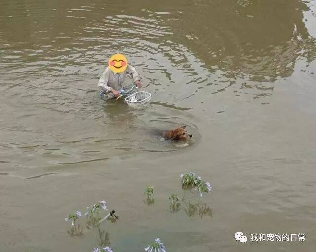 主人顶着狂风暴雨遛狗，而这一幕把在旁边拴着的柯基给看懵比了！