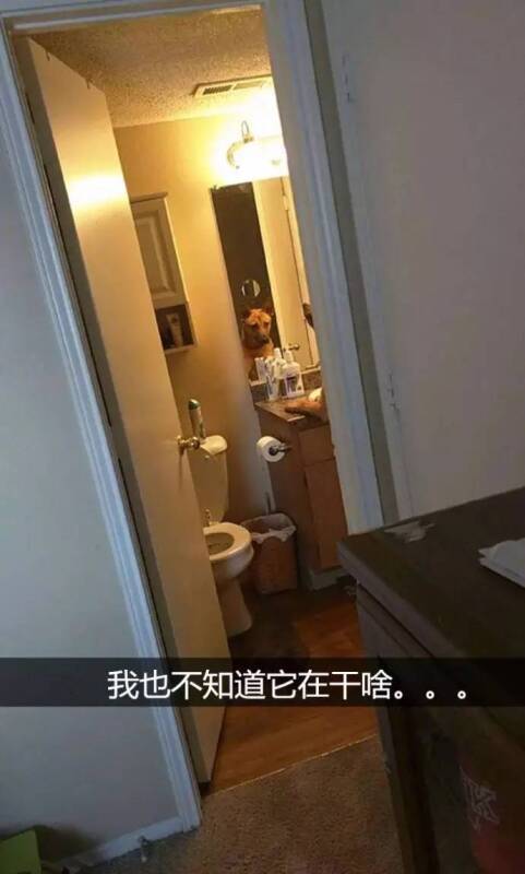 网友拍下的自家蠢汪的搞笑瞬间，哈哈哈这是要成精啊！
