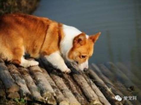 被狗狗抓伤怎么办？
