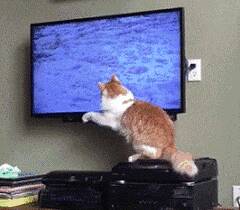 猫咪看到电视里有一群鸟在吃食物，它随意一伸爪，没想到...