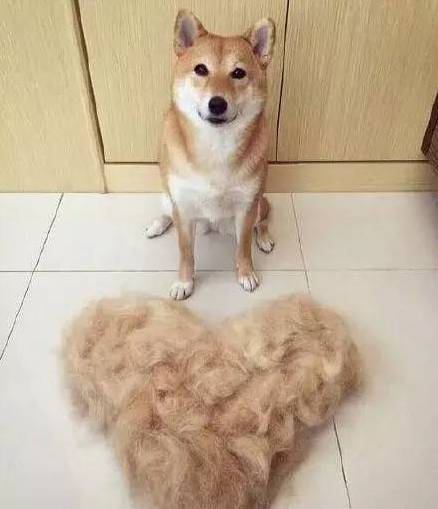 面对漫天飞舞的狗毛，你们是怎么处理的？