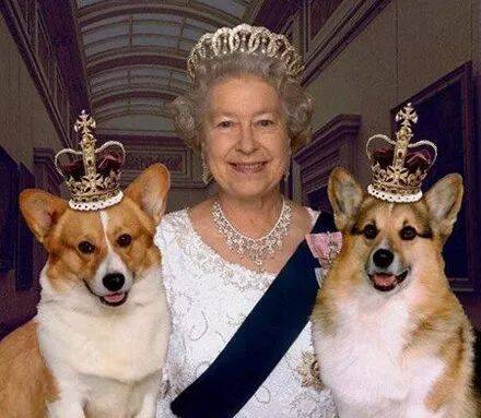 英国女王的最后一只柯基去世，她决定不再养狗.....