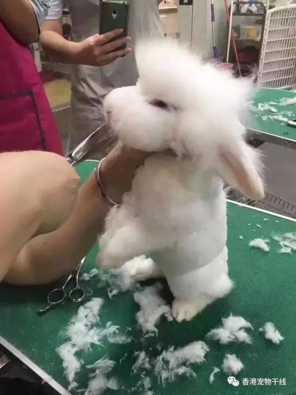 夏天,兔兔需要剪毛吗？