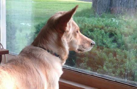这只狗每天花好几小时坐在窗边眺望，原来它是患上了相思病……