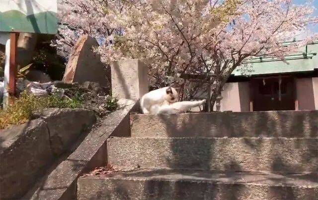 樱花树下躺着一只布偶猫，竟然是只浪浪