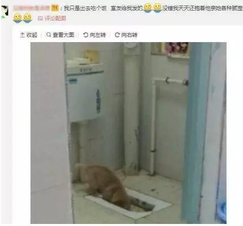 这狗，你还要吗？