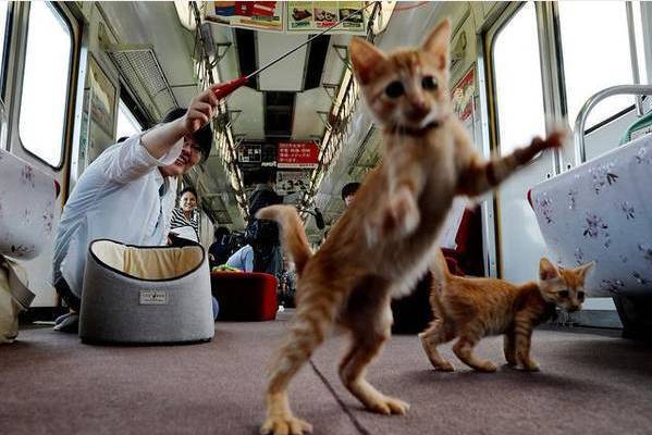日本将流浪猫放进车厢，乘客搭车过程看到喜欢的，可直接领回家