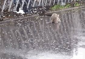 下雨了小猫还在外面玩，结果猫妈妈看到后...