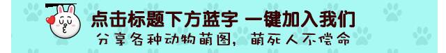 一组愤怒宝宝，隔着屏幕都感受到怒气了！