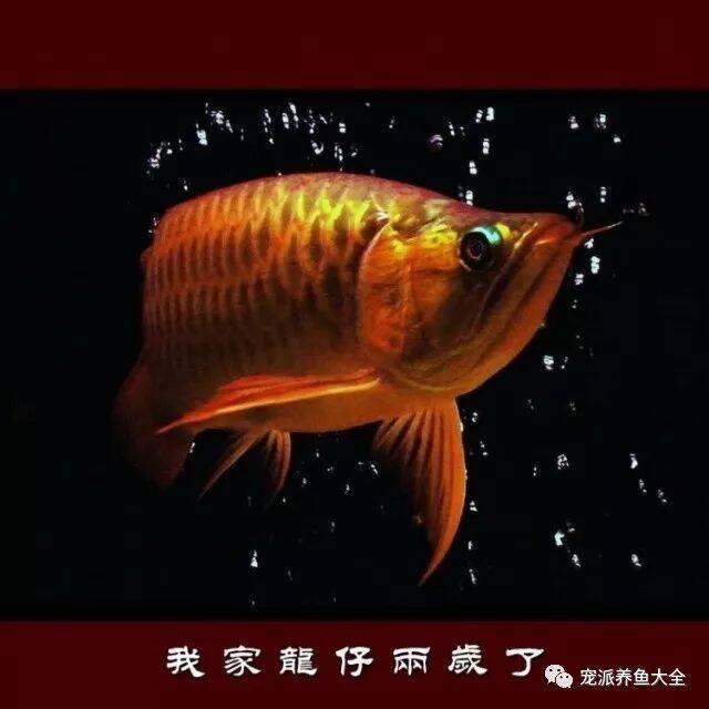 从2005到2017，鱼友为自家红龙鱼制作了相册，太美啦！
