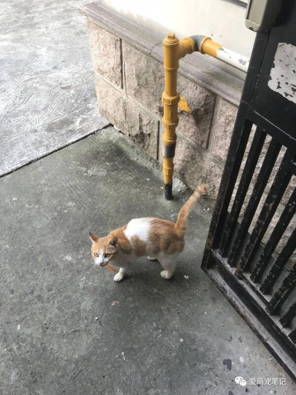 喂了流浪橘猫三次猫罐头后，就被它赖上了，竟每天都蹲家门口堵我