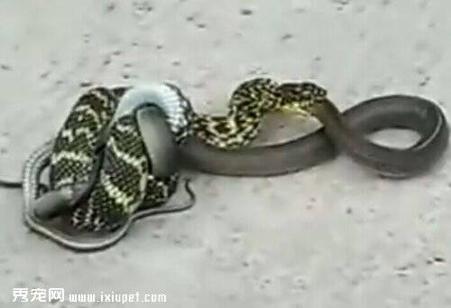 两蛇打架小印花蛇逆活吞大乌鞘蛇视频（图）