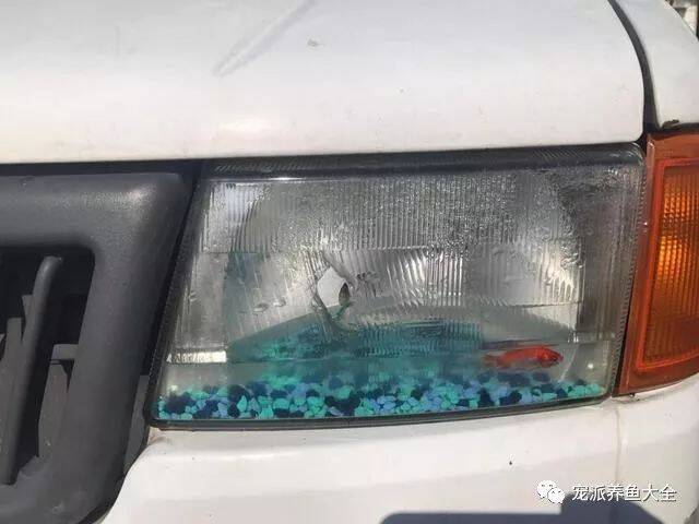 车前灯出现破洞司机不维修，却灌满水当鱼缸养了金鱼，萌萌哒~