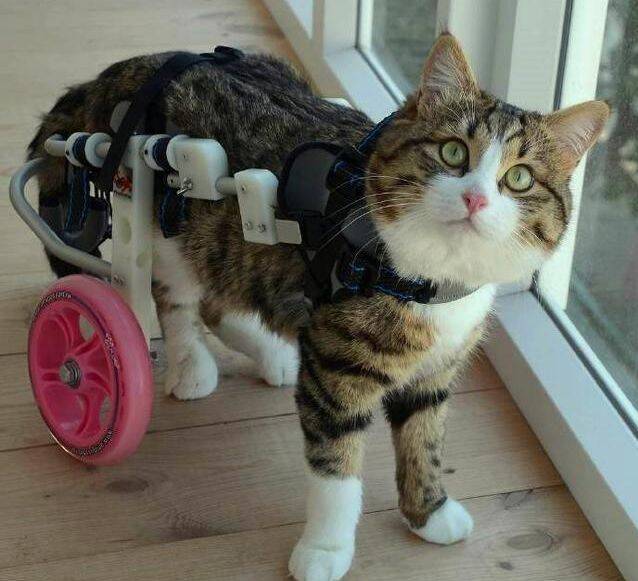 残疾猫咪性格逗比，成了身残志坚的戏精猫