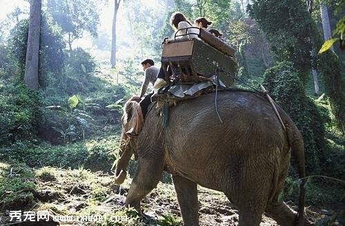 大象用象牙捅死饲养员 驮3中国游客钻入森林