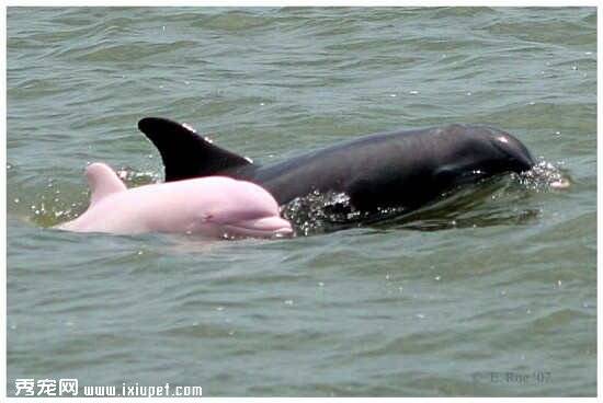 十分稀有粉色海豚与黑海豚交配