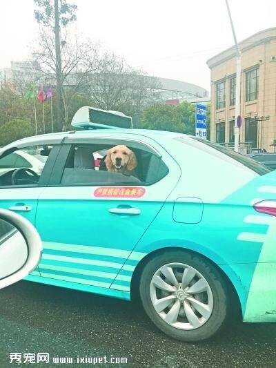 狗狗乘坐出租令市民不满 规定：乘客不得带宠物