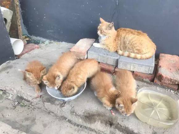 喂养流浪猫一家子一个多月后，猫妈叼着条壁虎来报恩