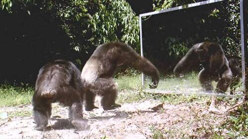黑猩猩看到镜子中自己 突发奇想的与自己“斗舞”