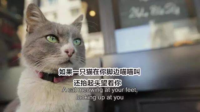 如果一只猫在你脚边喵喵叫...