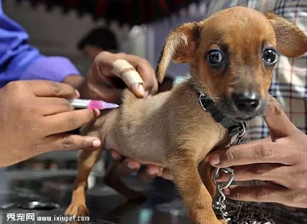 中国疾控中心CDC主任高福将在两会提案消除狂犬病