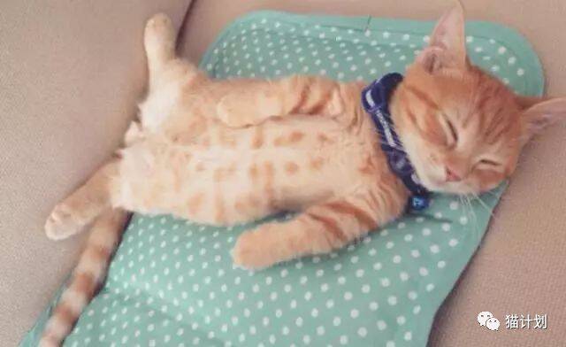 网友养了只小奶猫，感觉腿有点儿短，没想到长大后……