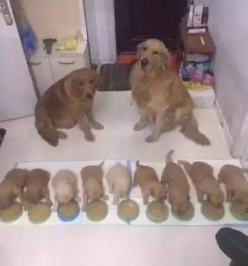 金毛爸妈看着自己的9个宝宝吃饭，它却面无表情，第九个请保持队形！