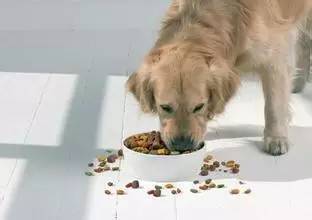 狗狗没有食欲，你可以试试这些方法！