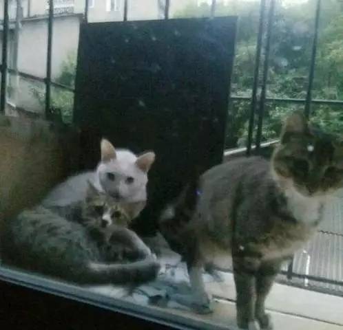 阳台外面来了三只流浪猫，每天按时来到网友家催饭