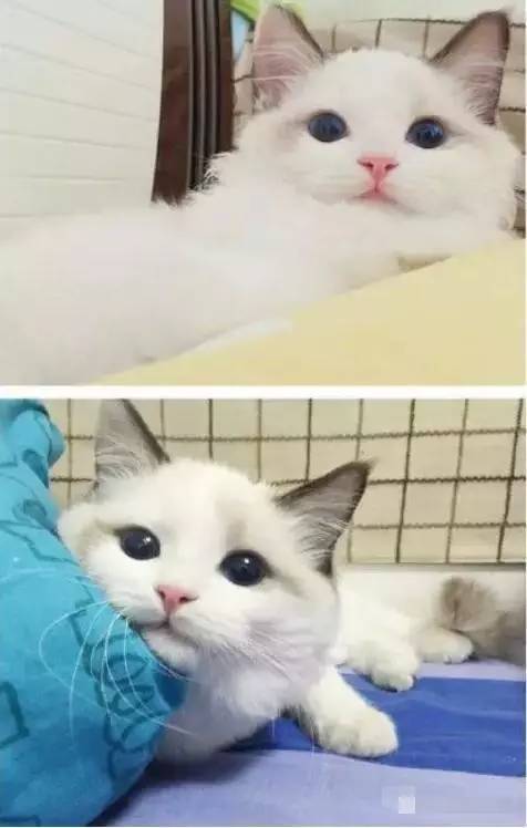 养猫是一种怎样的感受，暖暖的...