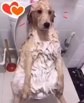 主人在马桶上帮金毛洗澡，应该是很幸福的，但金毛却是这副样子！