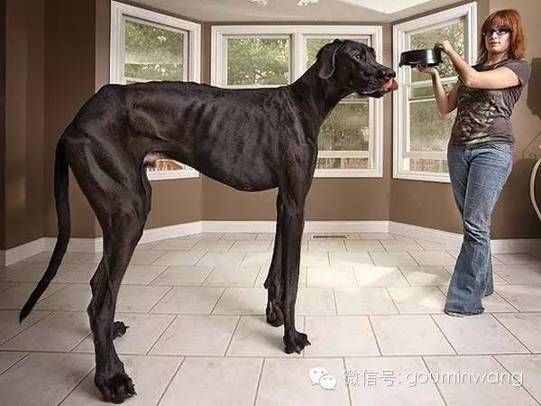 身高超2米，世界最高狗狗去世