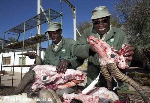 非洲纳米比亚动物标本剥皮加工厂：场面血腥残忍（图）