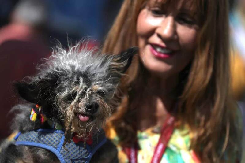 美国每年6月举办世界最丑狗狗大赛