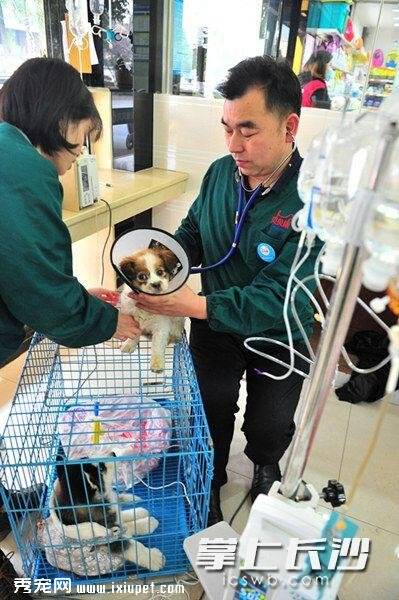 长沙“狗医生”15年收留救治2万多条流浪狗