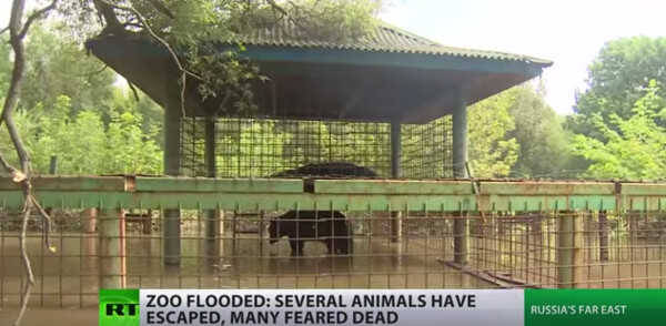 俄罗斯淹水眼中动物园园长不顾动物性命