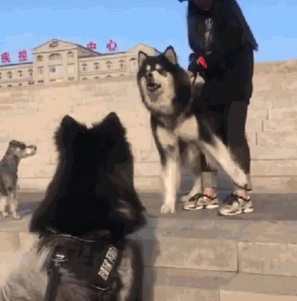 阿拉见阿拉，不吵架是没办法做朋友的，只是有点心疼后面的小姐姐