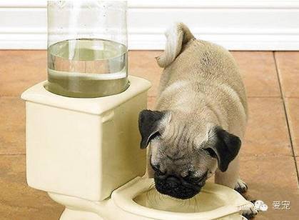 狗狗不喝水怎么办？