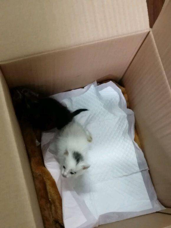 从学校捡回来两只小奶猫，其中一只被认出是玳瑁猫，女孩快要美翻