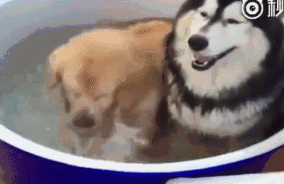 哈士奇和金毛在浴缸里一块泡澡，金毛：真好玩，二哈你个傻狗怎么不一块玩！
