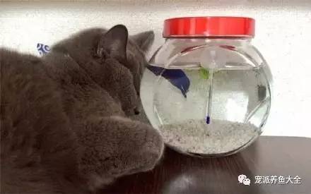 猫咪和鱼缸里的鱼，这是一对天生的冤家！~