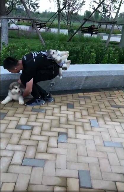 主人带两只小阿拉出来玩，看到后面狗狗生无可恋的表情时，笑喷了