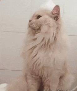 洗澡时往猫咪头上堆了一坨泡沫，猫：不能低头，朕的皇冠会掉