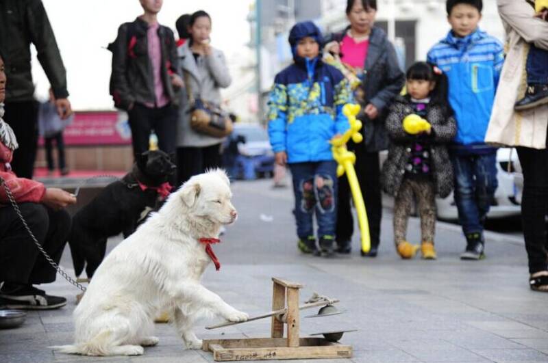 宠物狗街头卖艺引围观 半天进账千元