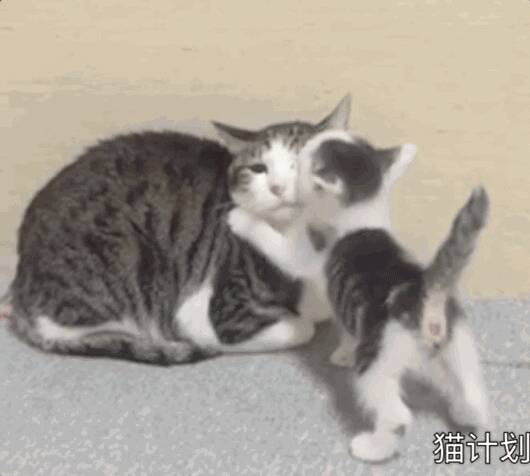 小奶猫向猫麻麻表达爱意，但是猫麻麻这表情……