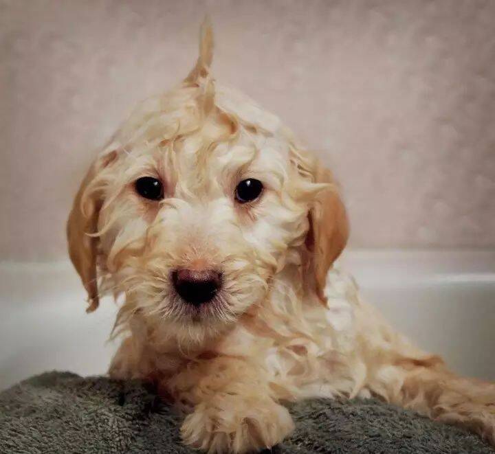 幼犬什么时候可以洗澡？