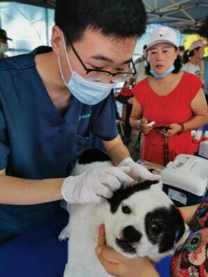 深圳犬只未植入芯片将被视为无证养犬!