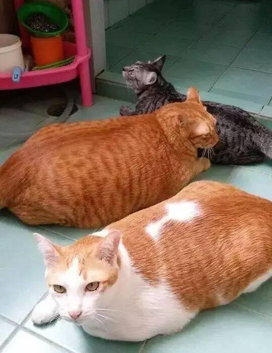 虽然只养了三只猫，可是占地面积也太大了！