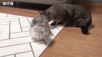 小猫咪满脸都写着几个字：我、是、新、来、的……